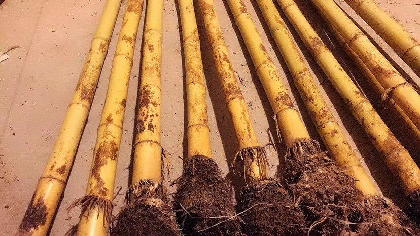 台桂台湾桂竹老料桂竹料 南箫料 洞箫料 diy 制作材料手工制作