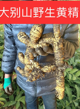 野生新鲜鸡头姜黄精2斤九蒸九晒多花黄精干货九制黄精 正品无糖