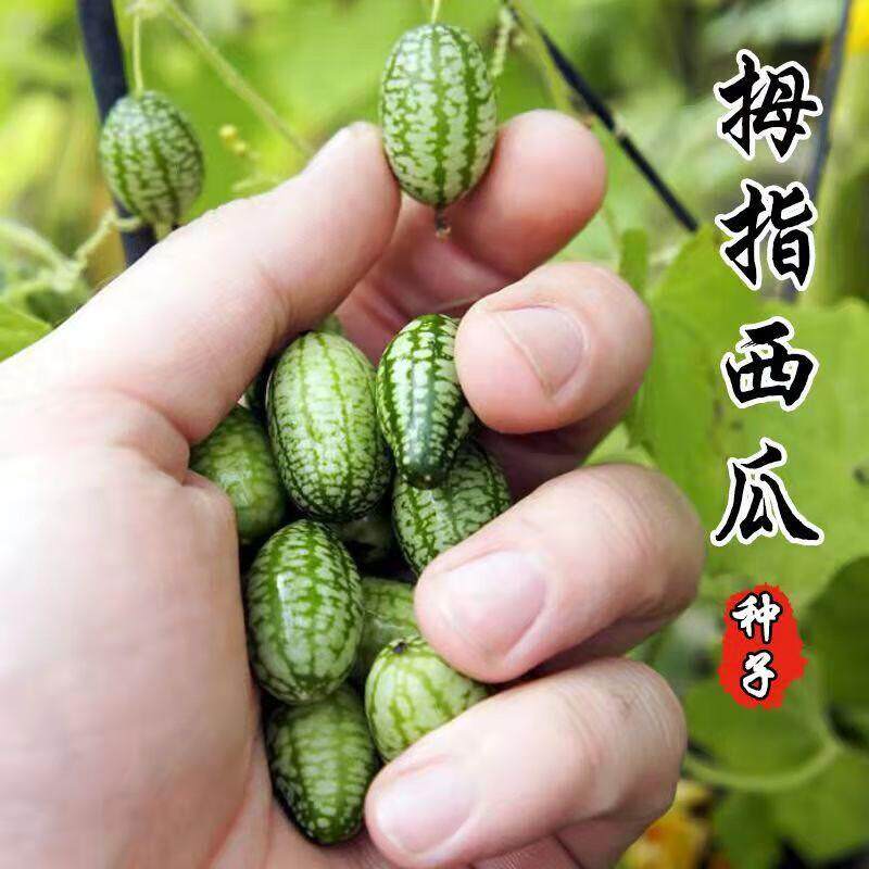 拇指西瓜种子迷你小西瓜薄皮手指母指母子西瓜种阳台盆栽瓜果