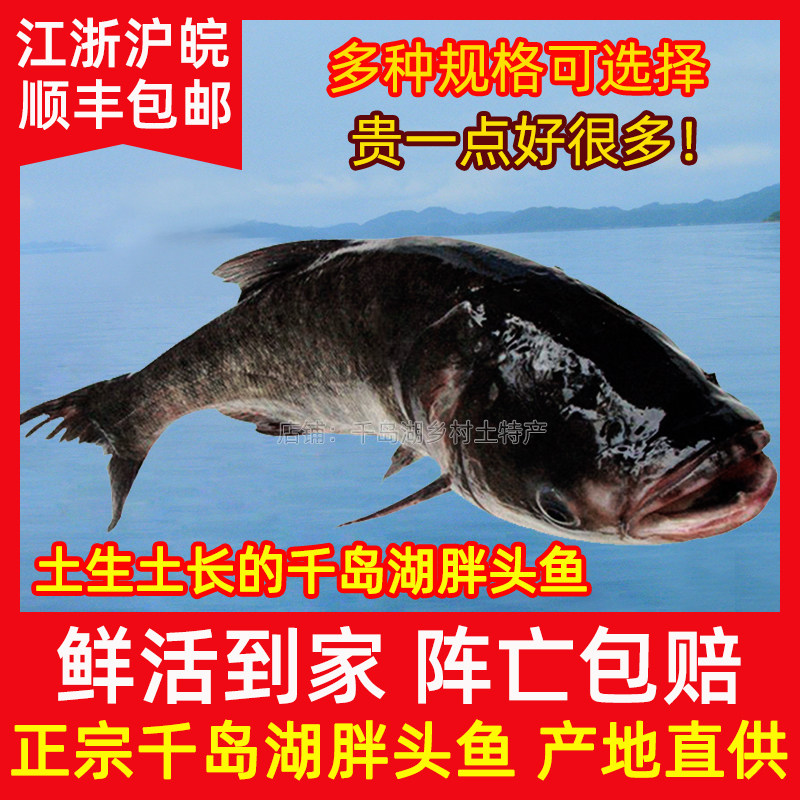 胖头鱼千岛湖活体新鲜鲢鳙鱼