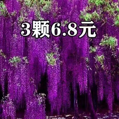 买一颗送一颗 紫藤花树苗爬藤植物 阳台庭院植物花卉 攀援紫藤苗