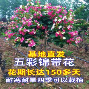 五彩锦带花树苗基地直发耐寒植物不怕冻庭院四季红王子锦带花