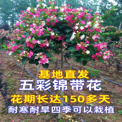 五彩锦带花树苗基地直发耐寒植物不怕冻庭院四季红王子锦带花