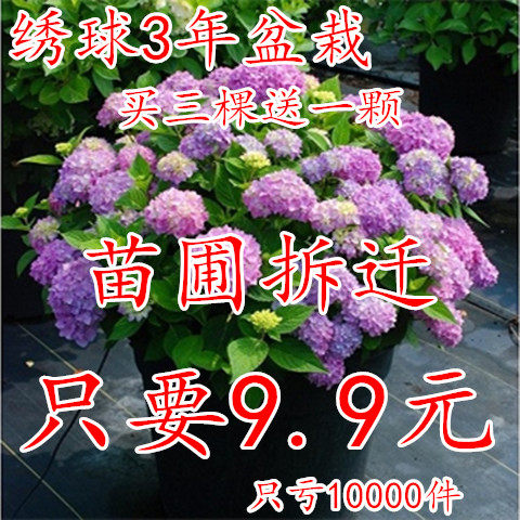 庭院无尽夏特大绣球花苗买2送一