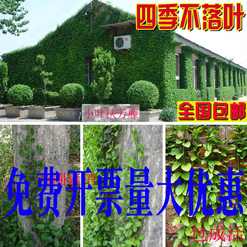 常青花卉攀缘植物*爬藤小叶扶芳藤苗*爬行卫矛(四季不掉叶)