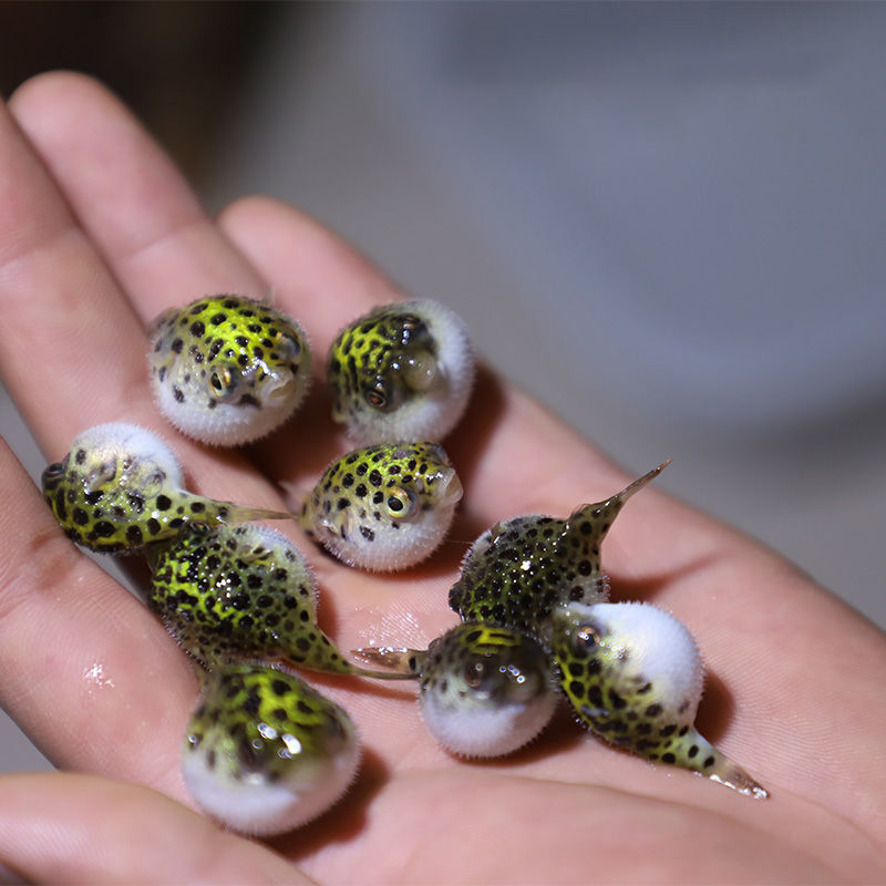 河豚鱼活体斑马狗头鱼v字毛毛狗头鱼生气鱼潜水艇热带淡水观赏鱼