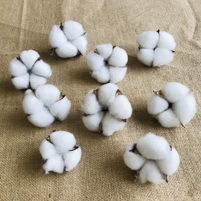 天然木diy手工永生材料家居干花