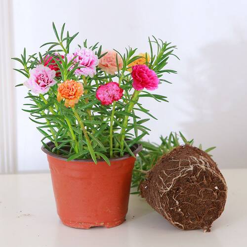 重瓣太阳花盆栽苗大花卉开花苗带根带花苞宿根马齿觅枝条植物混色
