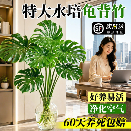 特级水培龟背竹带根老桩吸甲醛