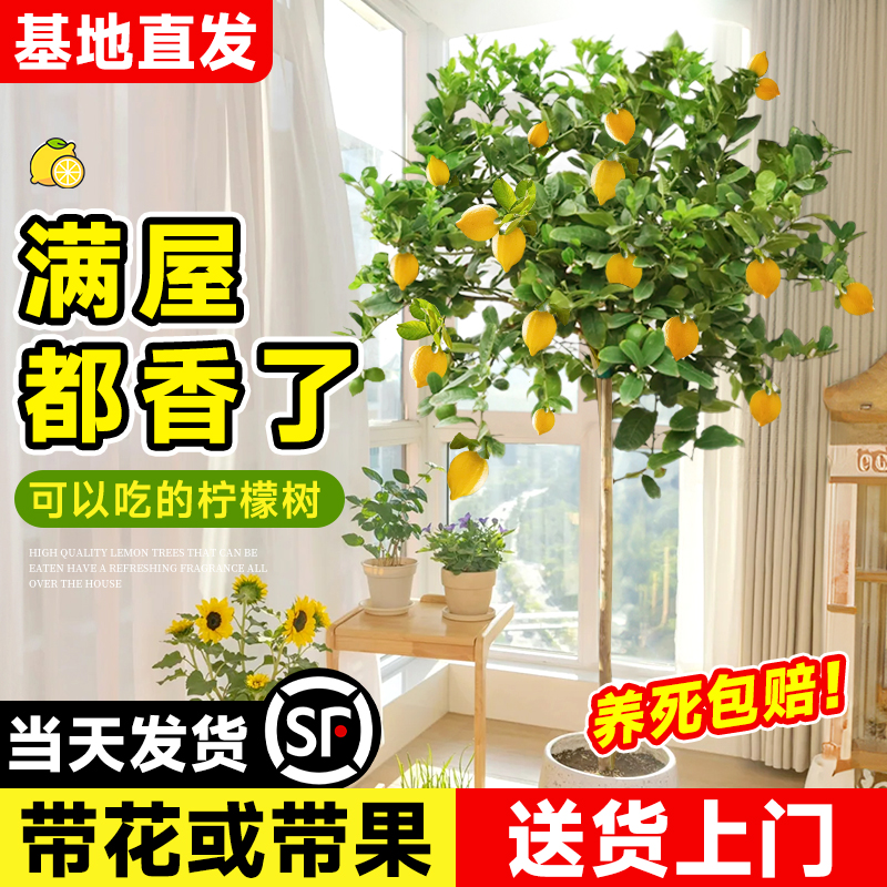 香水柠檬树盆栽带果可食用室内客厅果树绿植南北方种植四季好养活