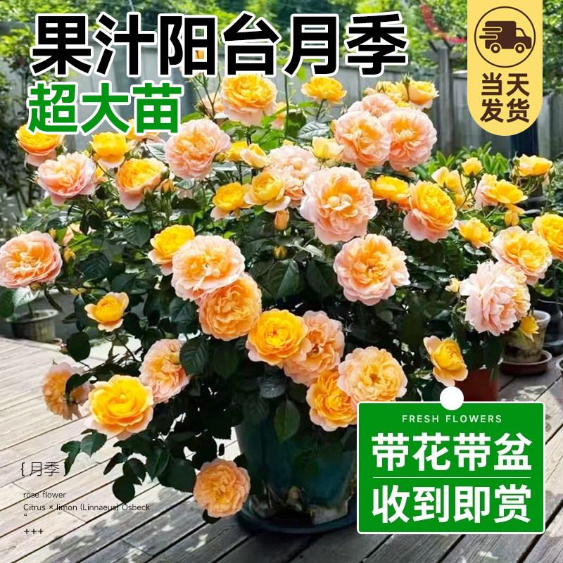 超大灌木月季盆栽花苗5加仑巨型大玫瑰花苗庭院阳台浓香四季开花