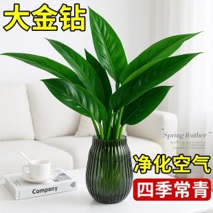 金钻盆栽净化空气绿萝水培植物绿植四季 常青办公室内桌面摆件好养
