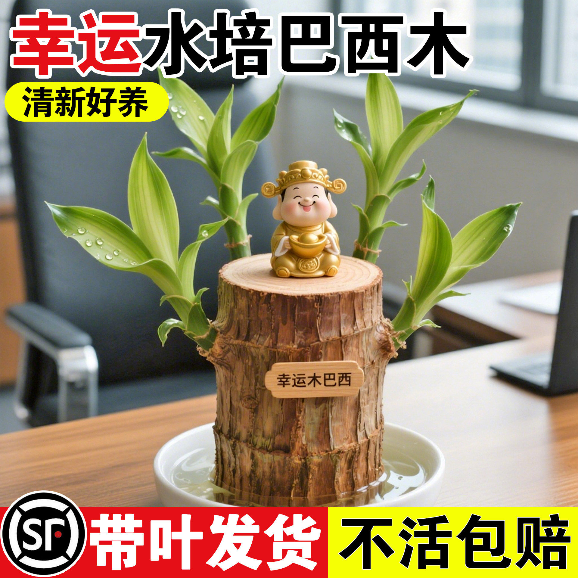 巴西木盆栽水培幸运木开花卉带芽办公室内绿植物适合懒人养的四季