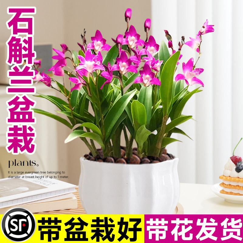 七彩香水石斛兰盆栽带花浓香花卉图片