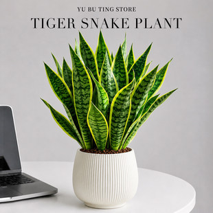 金边虎皮兰盆栽室内花卉绿植物老桩阳台四季常青虎尾盆景净化空气