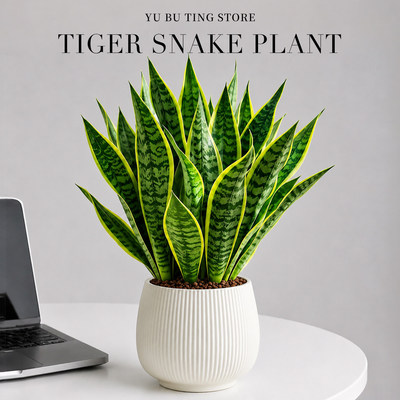 金边虎皮兰盆栽室内花卉绿植物