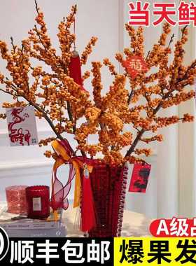 进口北美橙色冬青真花鲜切枝水培植物室内客厅桌面插花摆件年宵花