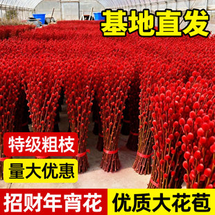 银柳真花鲜枝批发客厅摆件红色年宵水培植物花卉福桶室内装饰干花