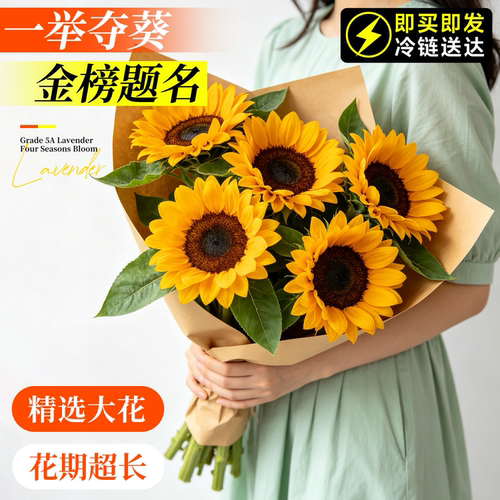 向日葵鲜切花云南直发顺丰次日达
