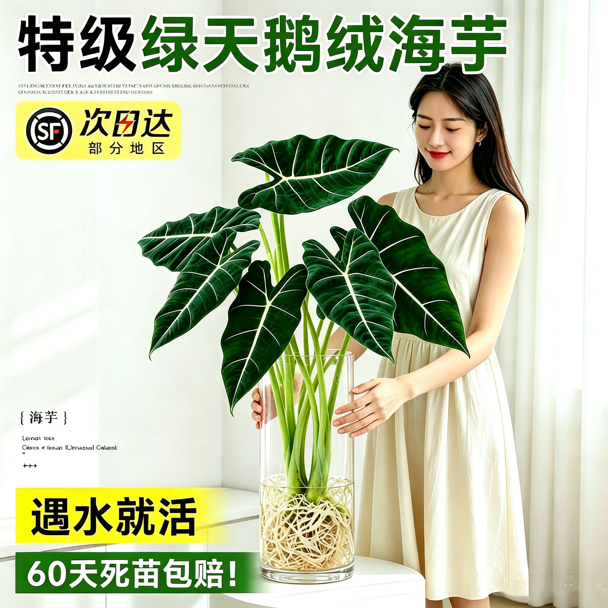 绿天鹅绒海芋水培植物室内绿植盆栽观叶大叶办公室桌面摆热植新手