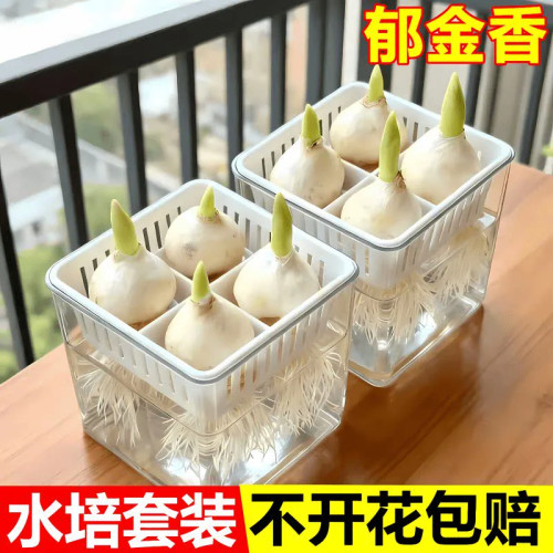 郁金香种球水培花卉植物5度球办公室桌面盆栽工位小绿植水养水仙