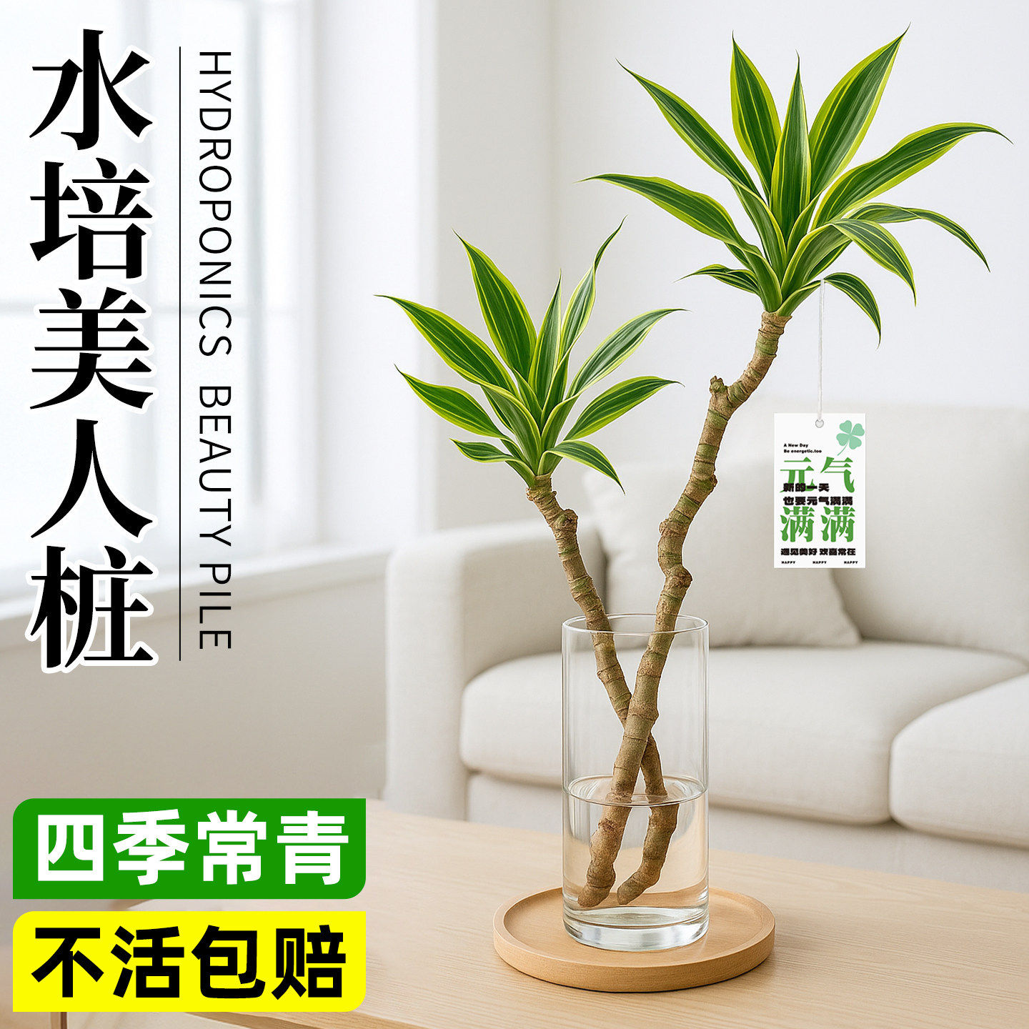 美人桩巴西铁水培水养办公室内好养活桌面上植物绿植盆栽四季常青