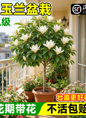白兰花盆栽白玉兰树苗黄角兰带花苞浓香型花卉植物阳台四季好养活