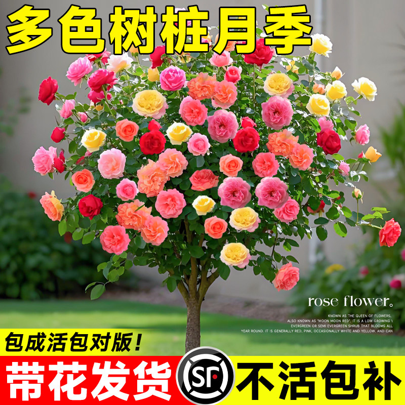 棒棒糖月季花苗盆栽室外庭院花园植物多季开花玫瑰花特大树桩花卉