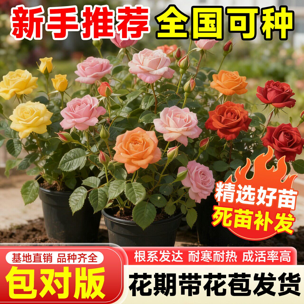 月季小苗玫瑰花苗果汁阳台龙沙宝石开花绿植室内盆栽爬藤藤本花卉图片