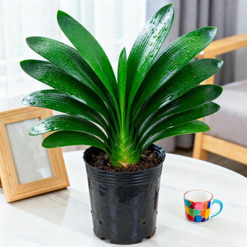 精品短叶君子兰盆栽绿植花卉植物室内圆头和尚带花苞大苗四季好养