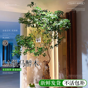 马醉木水培植物绿植室内鲜切枝条日本进口造景水养树苗吊钟美男树