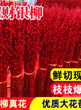 银柳真花鲜枝客厅摆件红色年宵花卉水培植物室内招财装饰干花插花