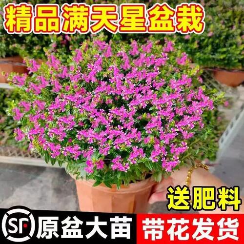 满天星盆栽带花阳台庭院好养花卉