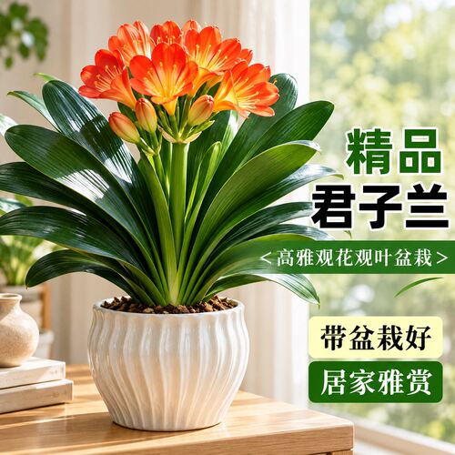 君子兰盆栽办公室内桌面绿植物名贵花卉圆头和尚客厅多季开花好养