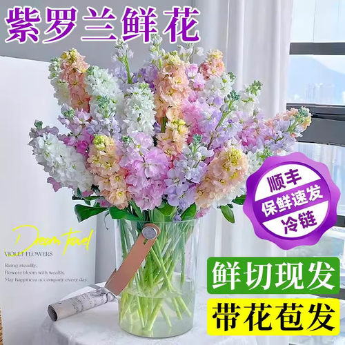紫罗兰鲜花云南基地直发水养插花