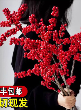 北美冬青红果真花鲜切花枝室内水培插花鲜花绿植水养年宵花卉植物