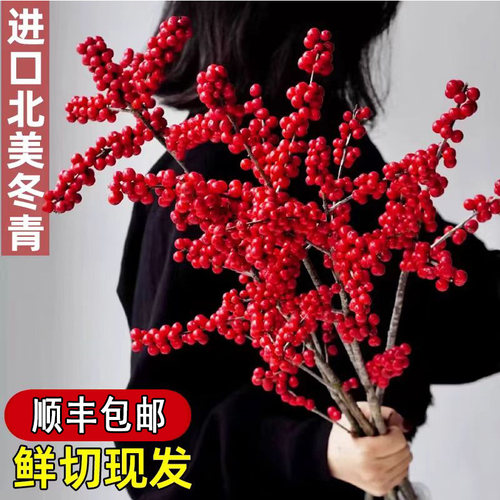 【顺丰包邮】北美冬青红果鲜切枝