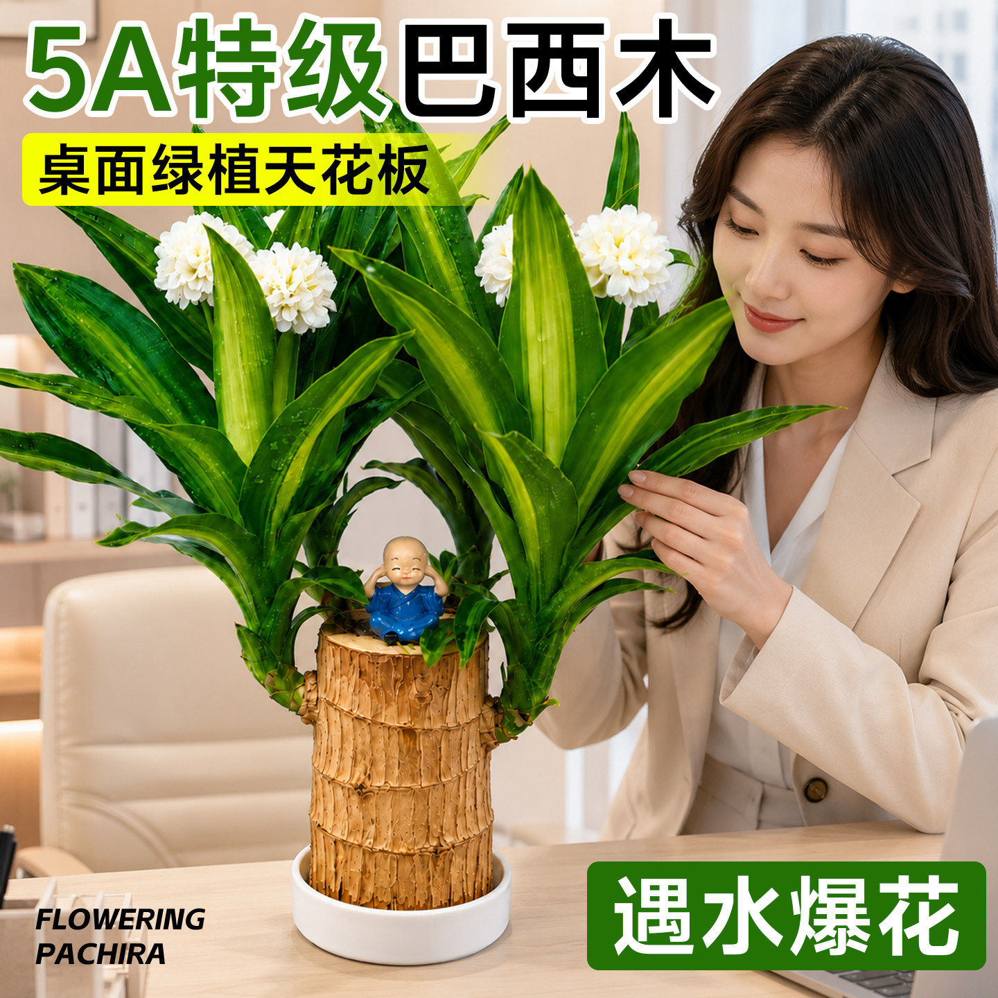 巴西木水培绿植物幼儿园好养盆栽带芽开花幸运木办公室内桌面装饰