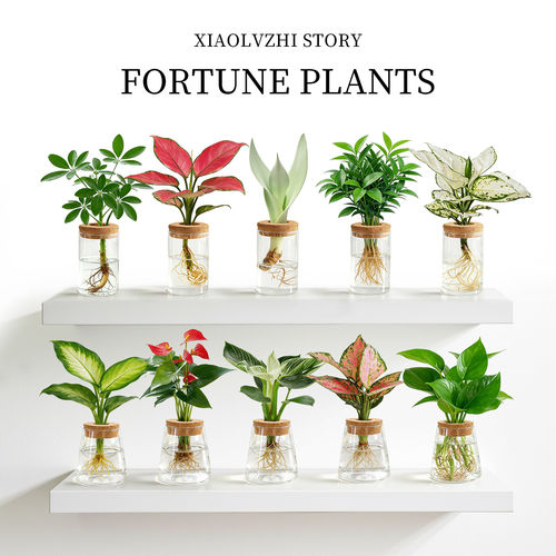 水培植物室内好养办公室桌面绿植