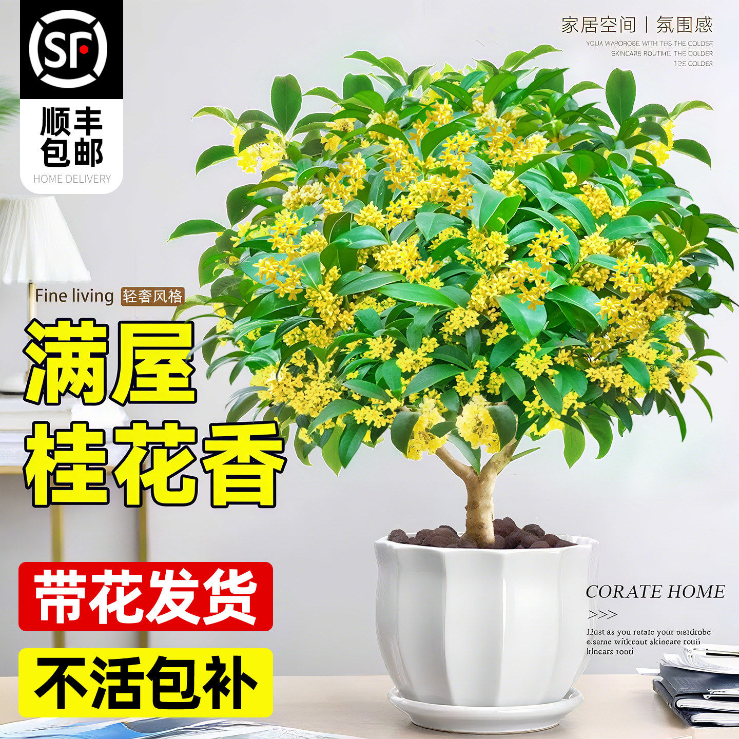 四季桂花树苗盆栽老桩花卉八月桂室内客厅绿植好养阳台浓香型植物