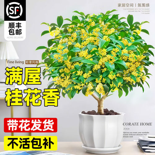 【顺丰包邮】四季桂花树苗盆栽