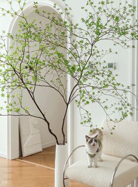 日本吊钟植物鲜切枝水培观叶绿植枝条带叶室内客厅桌面办公室水养