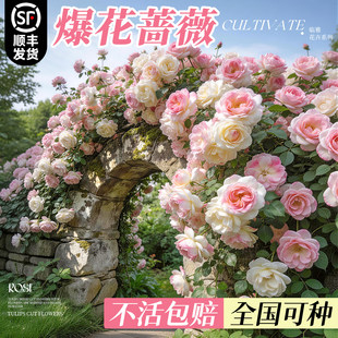蔷薇花苗爆花藤本月季花树庭院阳台花卉爬墙玫瑰爬藤植物耐寒盆栽