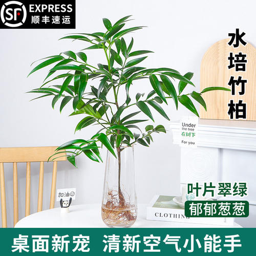 水培竹柏老桩室内驱蚊绿植四季青