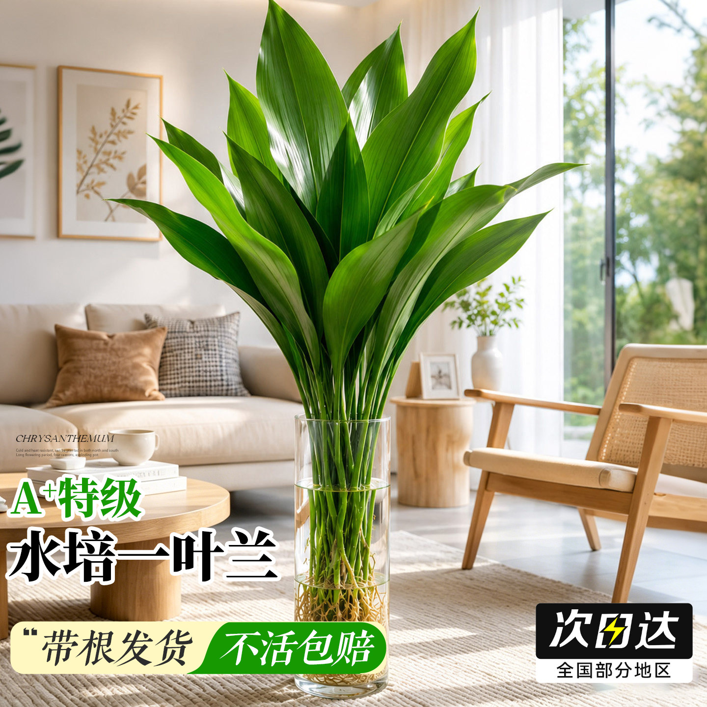 一叶兰水培植物盆栽室内无土纯水培好养绿植花卉桌面清新空气大叶图片