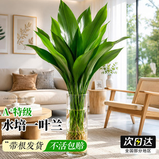 一叶兰水培植物盆栽室内无土纯水培好养绿植花卉桌面清新空气大叶
