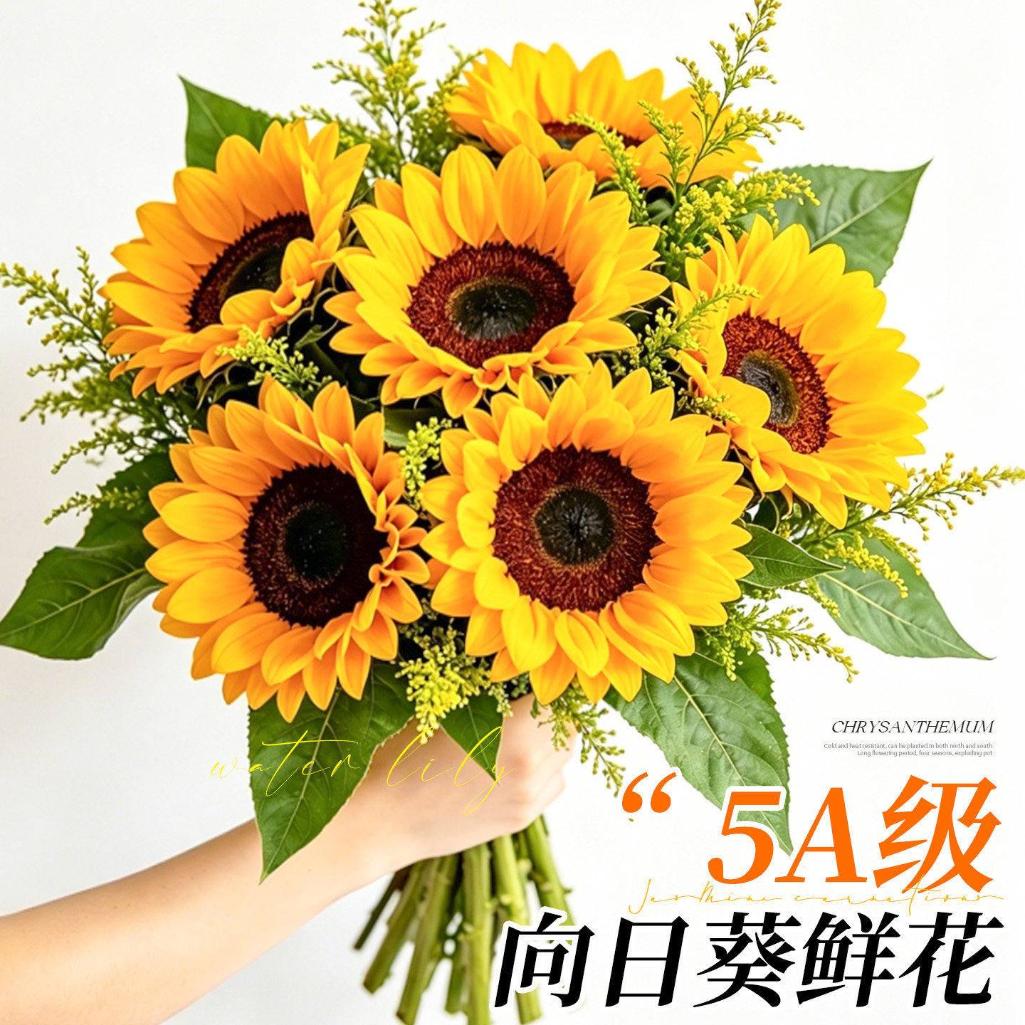 【顺丰】云南直发向日葵鲜切花束图片