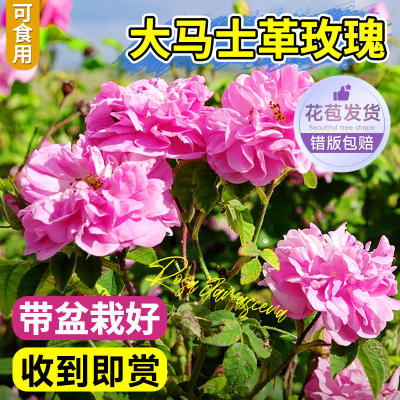 可食用玫瑰花苗大马士革月季盆栽滇红阳台多季开花带花苞花卉绿植图片