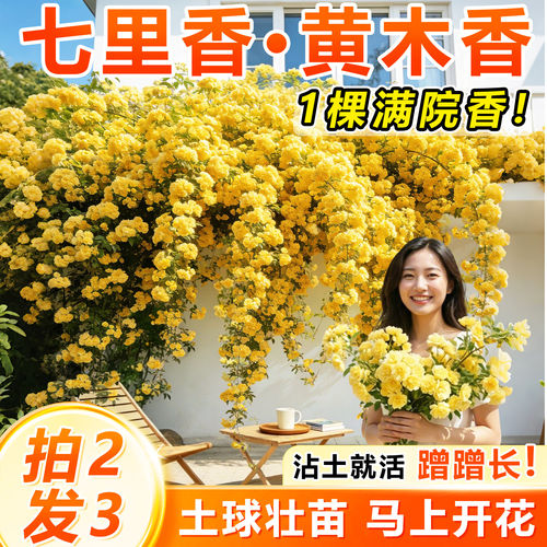 重瓣黄木香爬藤老桩大苗阳台庭院