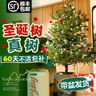 圣诞树真树挪威云杉树诺贝松开花浇水圣诞节装饰室内客厅盆栽绿植